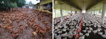 Comparative Study of Deep Litter and Battery Cage Systems in the Eastern Province of Rwanda